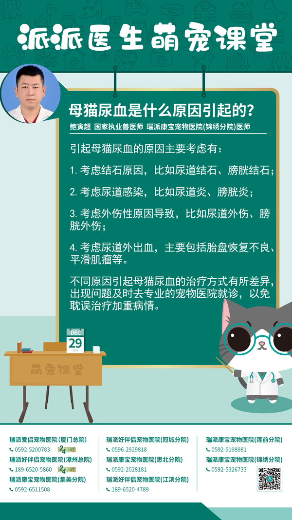 201229母猫尿血是什么原因引起的？.jpg